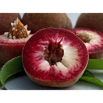 Sazenice Broskvoň 'Roter Wienbergpfirsich' Balení: prostokořenný stromek, Podnož: semenáč