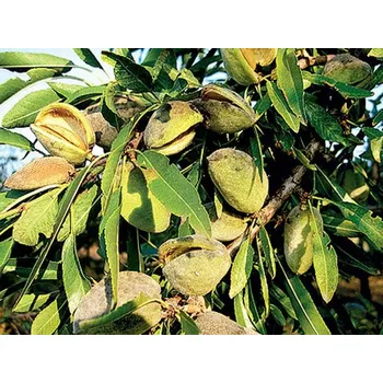 Sazenice Mandloň 'Sladkoplodá krajová' Balení: prostokořenný stromek, Podnož: Montclar