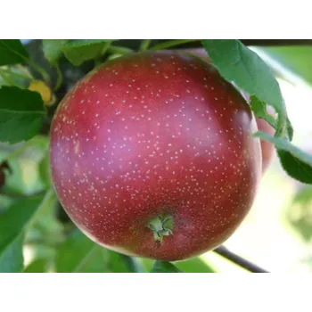Sazenice Jabloň 'Summerred' Balení: prostokořenný stromek