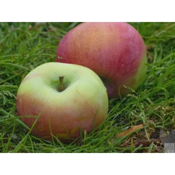 Sazenice Jabloň 'Ontario' Balení: prostokořenný stromek