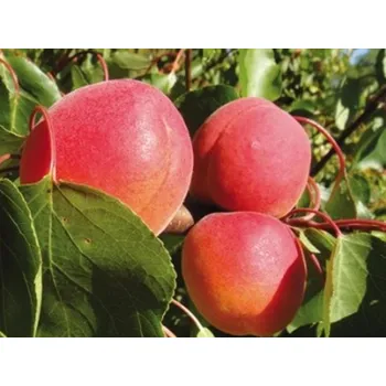 Sazenice Meruňka 'Samourai' Balení: prostokořenný stromek, Podnož: ryngle zelená