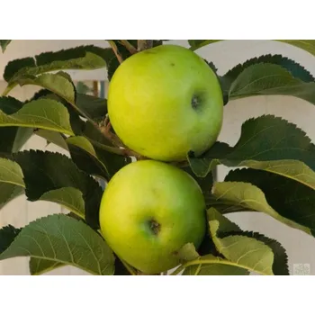 Sazenice Jabloň sloupovitá 'Nataliuška' Balení: prostokořenný stromek, Podnož: M26