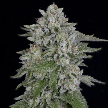 Semeno Big Head Seeds - Skywalka Cookies 5 ks
