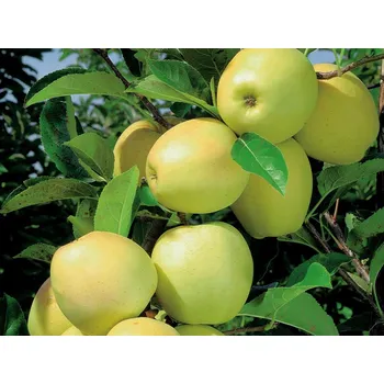 Sazenice Jabloň sloupovitá 'Lambada' Balení: prostokořenný stromek, Podnož: M26