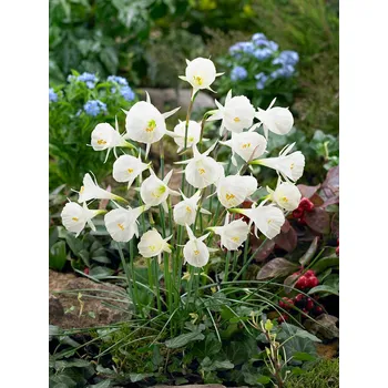 Semeno Narcis 'Bulbocodium white petticoat' 5 ks