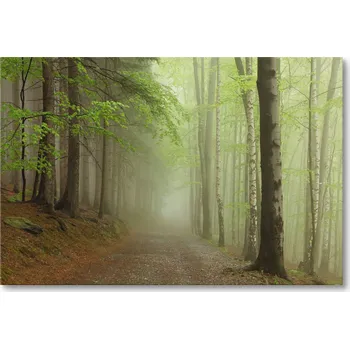 Obraz Obraz na plátně CESTA V LESE V MLZE 30 x 20 cm