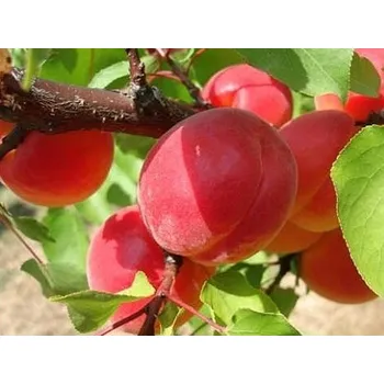 Sazenice Meruňka 'Big Red' Balení: prostokořenný stromek, Podnož: myrobalán