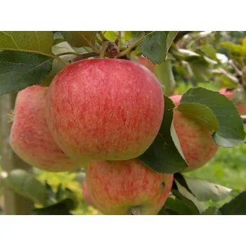 Sazenice Jabloň 'Piros' Balení: prostokořenný stromek, Podnož: M26