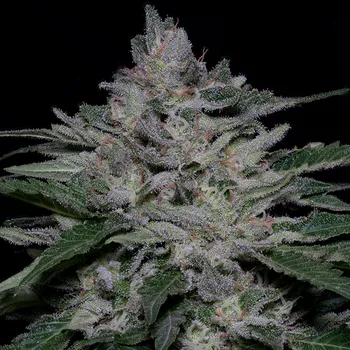 Semeno Big Head Seeds - Fire OG Kush 5 ks