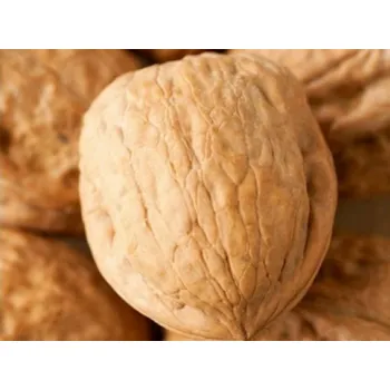 Sazenice Ořešák 'Saturn' Balení: prostokořenný stromek, Podnož: semenáč