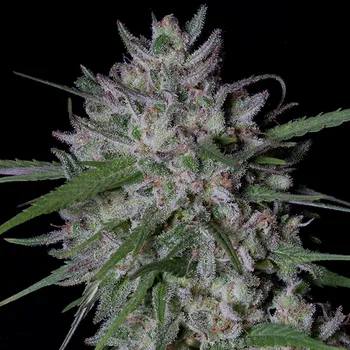 Semeno Big Head Seeds - Gorilla Cookies Auto 5 ks