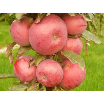 Sazenice Jabloň sloupovitá 'Anda' Balení: prostokořenný stromek, Podnož: M26