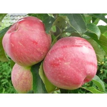 Sazenice Jabloň sloupovitá 'Uldis' Balení: prostokořenný stromek, Podnož: M26