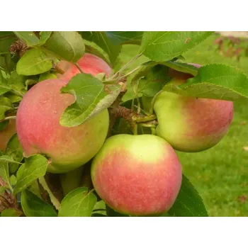 Sazenice Jabloň sloupovitá 'Canadian' Balení: prostokořenný stromek, Podnož: M26