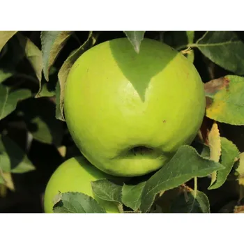 Sazenice Jabloň sloupovitá 'Bolero' Balení: prostokořenný stromek, Podnož: M26