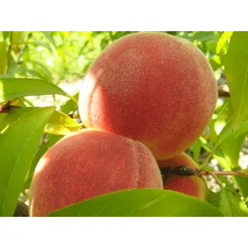 Sazenice Broskvoň 'Flavor Crest' Balení: prostokořenný stromek, Podnož: Montclar