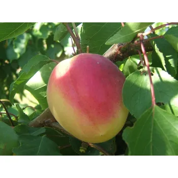 Sazenice Meruňka 'Vanilla Cot' Balení: prostokořenný stromek, Podnož: ryngle zelená