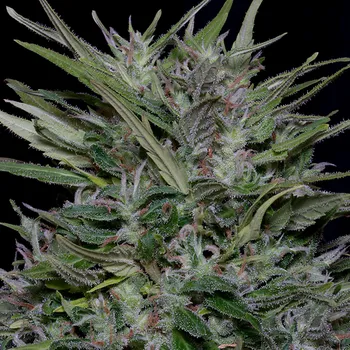 Semeno Big Head Seeds - Purple Punch 10 ks