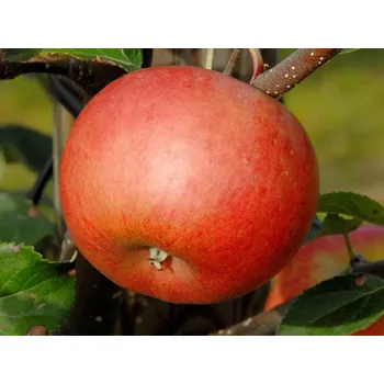 Sazenice Jabloň sloupovitá 'Flamenco' Balení: prostokořenný stromek, Podnož: M26