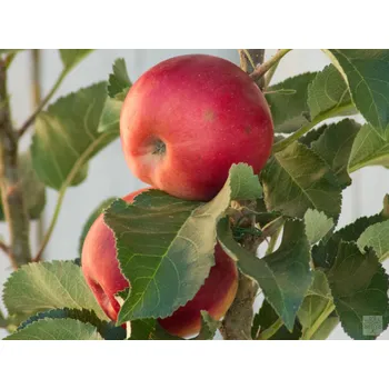 Sazenice Jabloň sloupovitá 'Inese' Balení: prostokořenný stromek, Podnož: M26