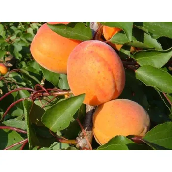 Sazenice Meruňka 'Vertige' Balení: prostokořenný stromek, Podnož: myrobalán