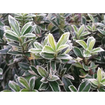 Sazenice Brslen japonský 'Microphyllus Albovariegatus' Balení: kontejner C2,5