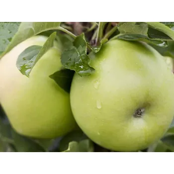 Sazenice Jabloň sloupovitá 'Goldlane' Balení: prostokořenný stromek, Podnož: M26