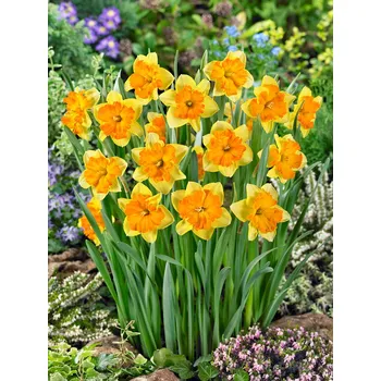 Semeno Narcis 'Congress' 5 ks