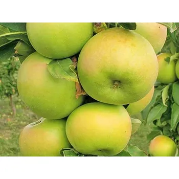 Sazenice Jabloň sloupovitá 'Greencats' Balení: prostokořenný stromek, Podnož: M26