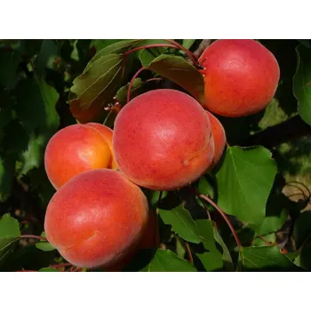 Sazenice Meruňka 'Bergarouge Aramis' Balení: prostokořenný stromek, Podnož: myrobalán