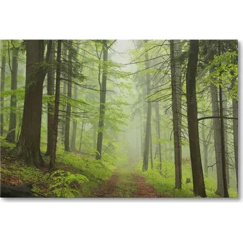 Obraz Obraz na plátně CESTA V MLŽNÉM LESE 60 x 40 cm