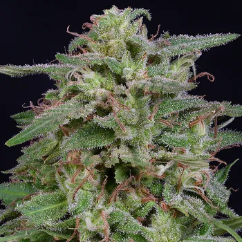 Semeno Big Head Seeds - White Widow 5 ks