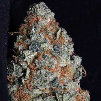 Semeno Big Head Seeds - Cookie Dawg 5 ks