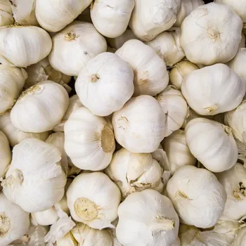 Sazenice Sadbový česnek Messidrome bílý - nepaličák - Allium sativum - cibulky česneku - 1 balení