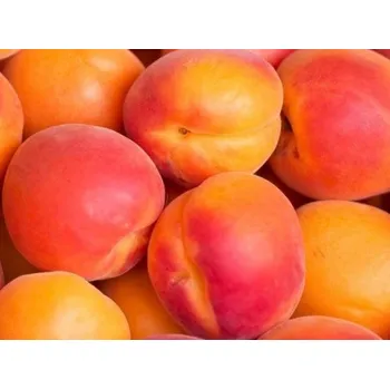 Sazenice Meruňka 'Somo' Balení: prostokořenný stromek, Podnož: myrobalán