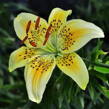 Sazenice Lilie Martagon Guinea Gold - Lilium - cibule lilií - 1 ks