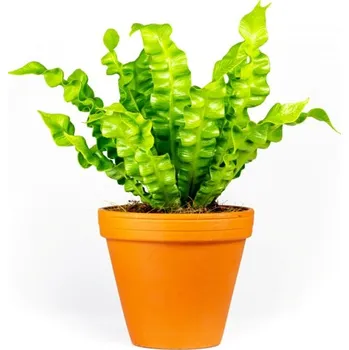 Gardners Asplenium Crispy Wave, průměr 12 cm Sleziník