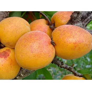 Sazenice Meruňka 'Goldrich' Balení: prostokořenný stromek, Podnož: myrobalán