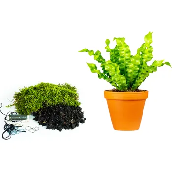 Gardners Kokedama "Vyrob si sám" Asplenium Crispy Wave (L) Sleziník, Ptačí hnízdo