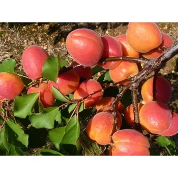 Sazenice Meruňka 'Koolgat' Balení: prostokořenný stromek, Podnož: myrobalán