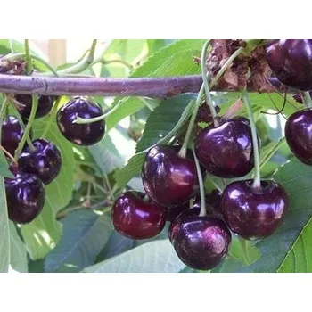 Sazenice Třešeň 'Merchant' Balení: prostokořenný stromek, Podnož: colt