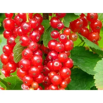 Sazenice Rybíz 'Maraton' Balení: prostokořenný stromek