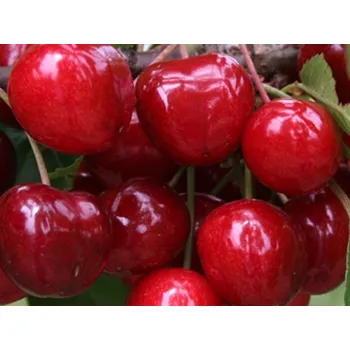 Sazenice Třešeň 'Staccato' Balení: prostokořenný stromek, Podnož: colt