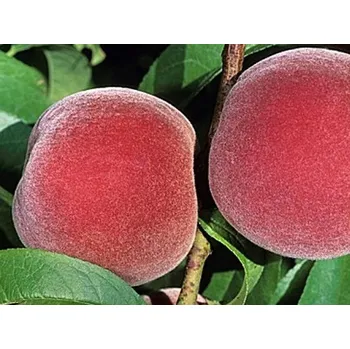 Sazenice Broskvoň 'Springtime' Balení: prostokořenný stromek, Podnož: rakoniewiczká