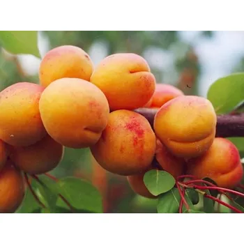 Sazenice Meruňka 'Harcot' Balení: prostokořenný stromek, Podnož: myrobalán