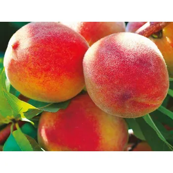 Sazenice Broskvoň 'Envoy' Balení: prostokořenný stromek, Podnož: rakoniewiczká