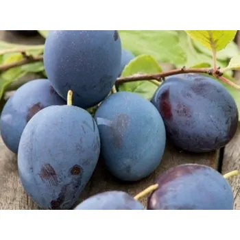 Sazenice Švestka 'Bluebell' Balení: prostokořenný stromek, Podnož: myrobalán