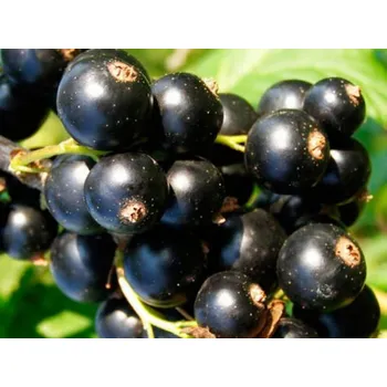 Sazenice Rybíz 'Titania' Balení: prostokořenný stromek