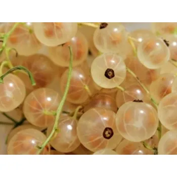 Sazenice Rybíz 'Blanka' Balení: prostokořenný stromek