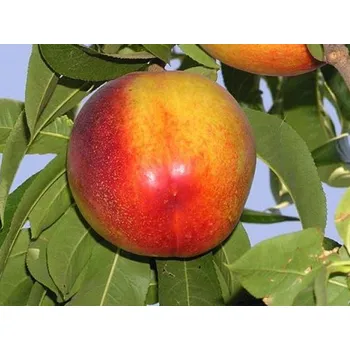 Sazenice Nektarinka 'Flavortop' Balení: prostokořenný stromek, Podnož: rakoniewiczká